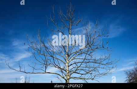Bucharest, Romania - March 14, 2023: Leafless plane tree on branches in spring in Bucharest. Stock Photo
