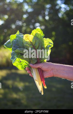 Mangold in hand. Organic leaf vegetable in garden. Harvested Rainbow swiss chard leaves Stock Photo