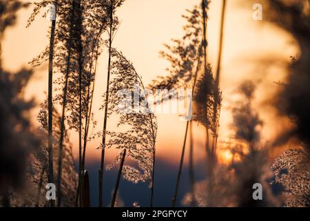 Reed grass at riverbank during sunset. Beautiful natural detail with bokeh background Stock Photo