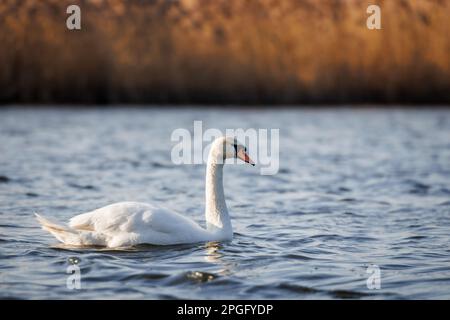 Swan on lake. Small waves on blue water surface. Big bird in natural habitat Stock Photo