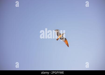 A seagull with outstretched wings floats in the air, isolated on the blue sky, in direct sunlight Stock Photo