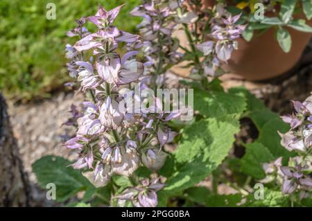 Closeup of a Muscatel sage (Salvia Sclarea) plant with flowers Stock Photo