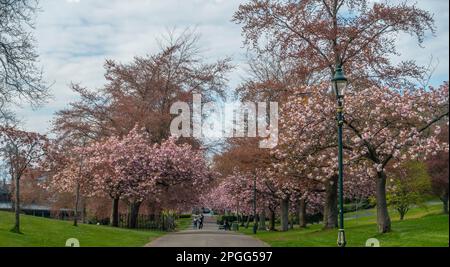 Cherry Blossom on both sides of a wide path in Pittencrieff Park in the centre of Dunfermline, Fife, Scotland Stock Photo
