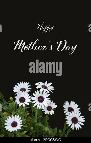 Mother's Day card with african daisies isolated on black background. Mother's Day greeting concept. Stock Photo