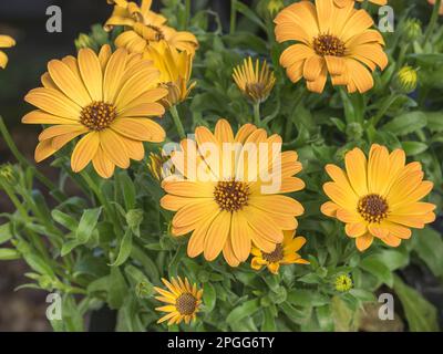 calendula marigold flowers with sunlight indoors in greenhouse in spring Stock Photo