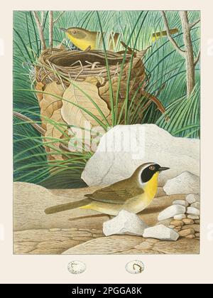 Antique Nest and birds illustration. Maryland Yellow Throat. Beautiful colored lithographic plate from an Antique book of nests, eggs and birds (1882). Stock Photo