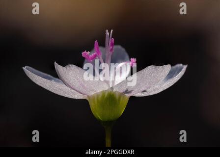 The tiny bright bloom of a Virginia Spring Beauty signifies that Spring as arrived. Raleigh, North Carolina. Stock Photo