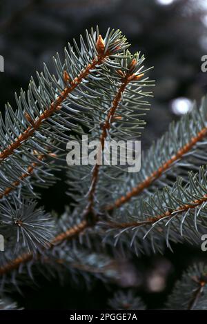 Green spruce tree branches on blurred background, closeup Stock Photo