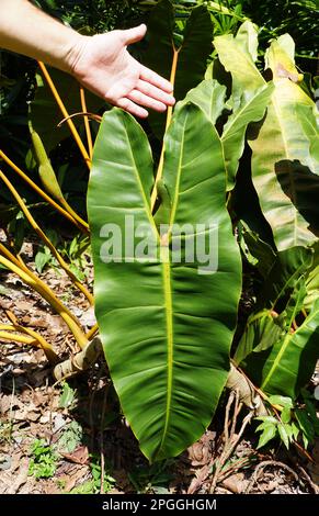 agave plant with snake like growths at top Agave Black Widow Schidigera, Century Plant main image 0