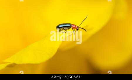 Cereal leaf beetle (Oulema melanopus) eating yellow elder flower, close up photography. Stock Photo
