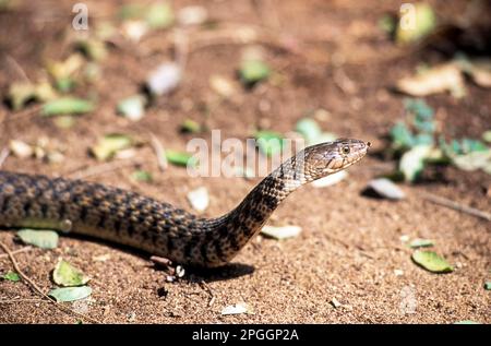 Indian Checkered keelback water snake (Xenochrophis piscator) Tamil Nadu, South India, India, Asia Stock Photo