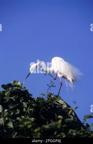 The intermediate egret (Mesophoyx Intermedia) or Median egret with its breeding plumage in Ranganathittu bird Sanctuary near Mysuru, Karnataka Stock Photo