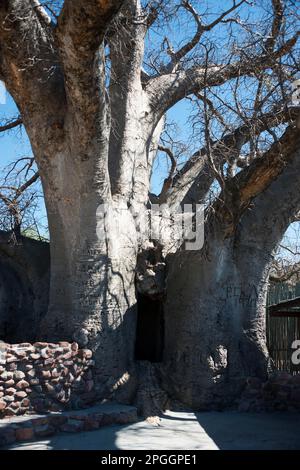 Ombalantu Baobab (Adansonia digitata) Tree, Outapi, Namibia Stock Photo