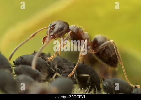 Black Garden Ant (Lasius niger) adult, worker 'herding' Black Bean Aphids (Aphis fabae), for 'milking' honeydew, Leicestershire, England, United Stock Photo