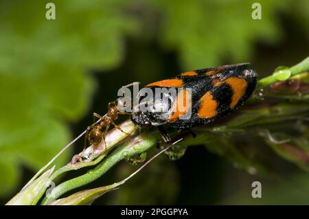 Red Ant (Myrmica rubra) adult, meeting Black-and-red Froghopper (Cercopis vulnerata) adult, Priory Water Nature Reserve, Leicestershire, England Stock Photo