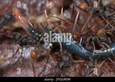 Burchell's army ant (Eciton burchellii) adult workers, group preying on tailless whip scorpion (Amblypygi sp.), Los Amigos Biological Station, Madre Stock Photo