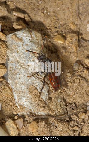 Cuckoo bee, Cuckoo bees, Apidae, Other animals, Insects, Animals, Fabricius' Nomad Bee (Nomada fabriciana) adult, Norfolk, England, United Kingdom Stock Photo