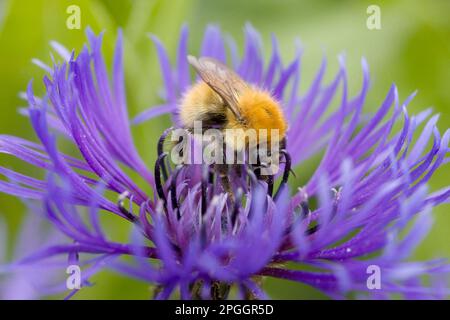 Moss Carder Bee (Bombus muscorum) 'Shetland Bumblebee', adult, feeding on flower, Mainland, Orkney, Scotland, United Kingdom Stock Photo