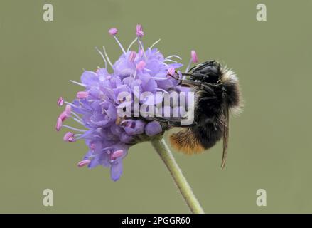 Large Red-tailed Bumblebee (Bombus lapidarius) adult, on Devil's Bit (Succisa pratensis) Scabious flowerhead, Leicestershire, England, United Kingdom Stock Photo