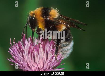 Field Bumblebee, large garden bumblebees (Bombus ruderatus), Bumblebee, Bumblebees, Other animals, Insects, Animals, Large Garden Bumblebee adult Stock Photo