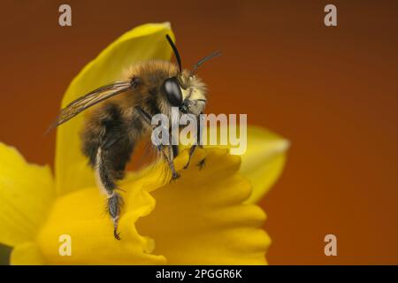 Hairy-footed Flower Bee (Anthophora plumipes) adult, resting on Miniature Daffodil (Narcissus sp.) flower, Leicestershire, England, United Kingdom Stock Photo
