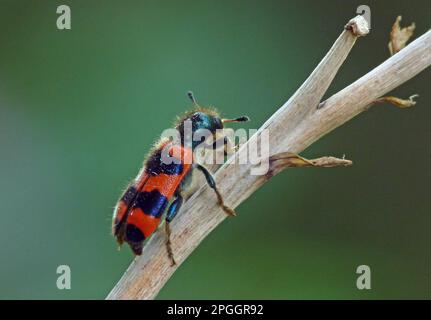 Beetle, Common Bee Beetle (Trichodes apiarius), Checkered Beetle, Other Animals, Insects, Beetles, Animals, Checkered Beetle adult, resting on stem Stock Photo