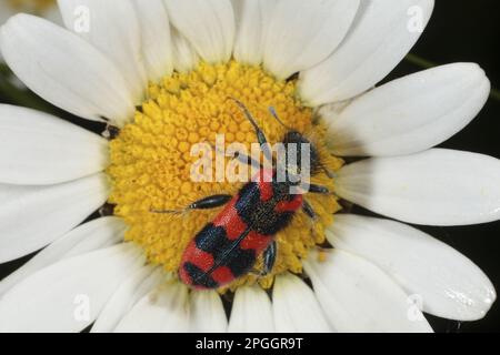 Adult beetle (Trichodes apiarius), feeding on the flower of the ox-eye daisy (Leucanthemum vulgare), Pyrenees, Ariege, France Stock Photo