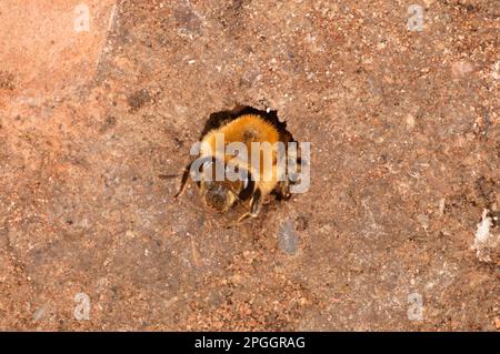 Ivy Bee (Colletes hederae) adult, at nesting burrow in soft cliff, Kimmeridge Bay, Dorset, England, United Kingdom Stock Photo