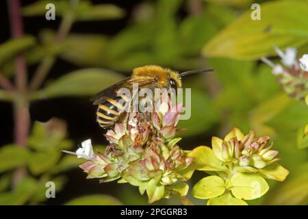 Ivy bee (Colletes hederae), Ivy silk bees, Bee, Bees, Other animals, Insects, Animals, Ivy Bee adult male, feeding stonecrop (sedum) Hythe, Kent Stock Photo