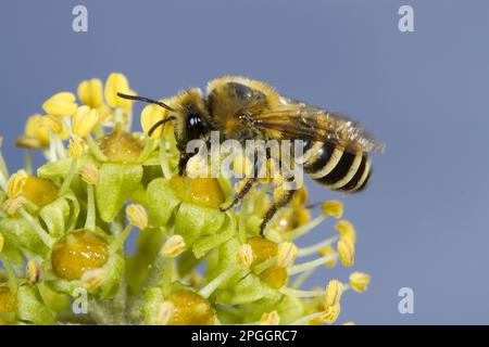 Ivy Bee (Colletes hederae) adult female, feeding on Common Ivy (Hedera helix) flowers, Seaford, East Sussex, England, United Kingdom Stock Photo