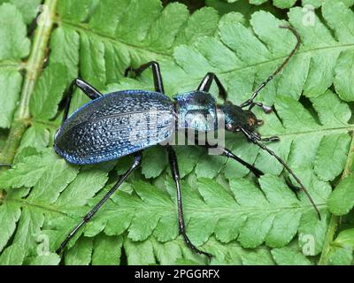 Blue Ground Beetle (Carabus intricatus) adult, resting on fern fronds, Cannobina Valley, Piedmont, Northern Italy Stock Photo