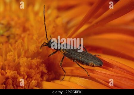 Thick-legged thick-legged flower beetle (Oedemera nobilis), adult female, feeding on the flower of the orange-spotted shaggy hawkweed (Hieracium Stock Photo