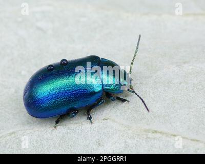 Leaf Beetle (Chrysolina geminata) adult, covered with raindrops, on woodland floor, Dolomites, Italian Alps, Italy Stock Photo