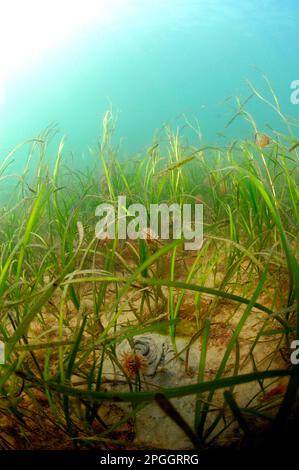 Common eelgrass (Zostera marina), Common seagrass, Seagrass family, Aquatic plants, Eelgrass view of underwater bed habitat, Studland Bay, Dorset Stock Photo