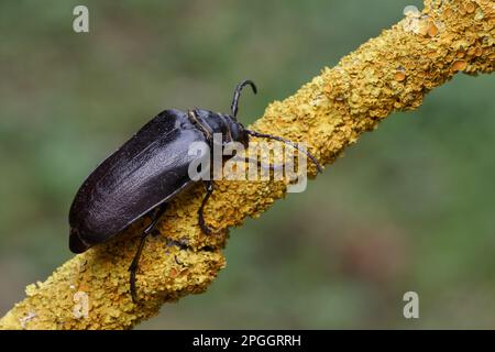 Large Longhorn Beetle (Prionus coriarius) adult female, resting on lichen covered twig, Italian Alps, Italy Stock Photo