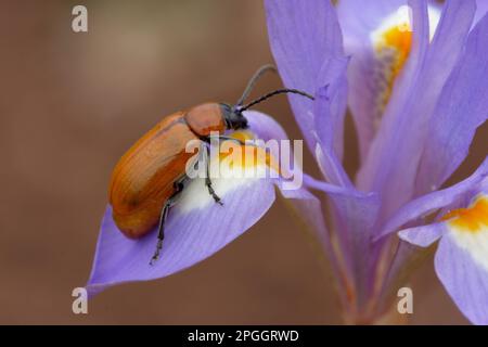 Sulphur Beetle (Cteniopus sulphureus) adult, resting on Barbary Nut (Gynandriris sisyrinchium) flower, Sicily, Italy Stock Photo