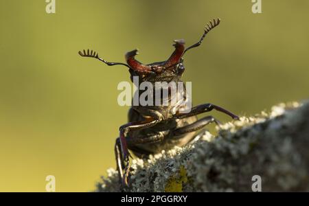 Greater Stag Beetle (Lucanus cervus) adult male, on lichen covered branch, Bulgaria Stock Photo