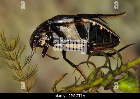 Large great silver water beetle (Hydrophilus piceus) adult, swimming through pondweed, Wat Tyler Country Park, Essex, England, April (photographed in Stock Photo