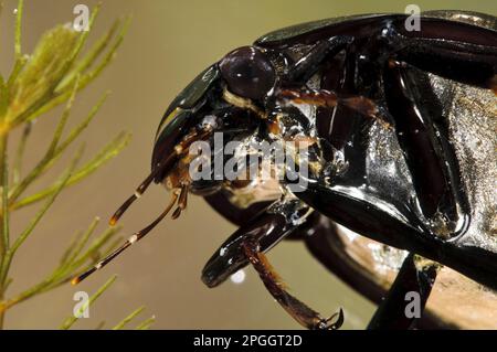 Large great silver water beetle (Hydrophilus piceus) adult, close-up of head, underwater, Wat Tyler Country Park, Essex, England, April (photographed Stock Photo