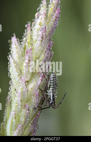 Capsid bug (Miridae), Other animals, Insects, Animals, bow, Bugs, Mirid bow (Miridae sp.) nymph, covered in dew on grass flowerhead, Powys, Wales Stock Photo