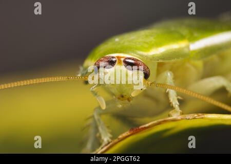 Green Banana Cockroach (Panchlora nivea) introduced species, stowaway within shipment of produce, most likely bananas, adult, close-up of head Stock Photo