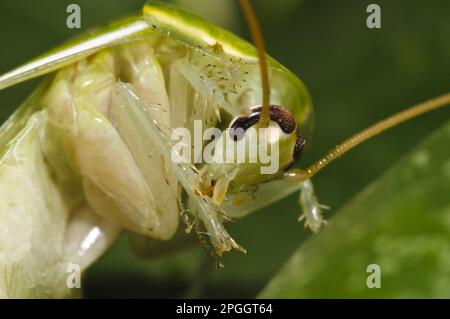 Green Banana Cockroach (Panchlora nivea) introduced species, stowaway within shipment of produce, most likely bananas, adult, cleaning leg Stock Photo