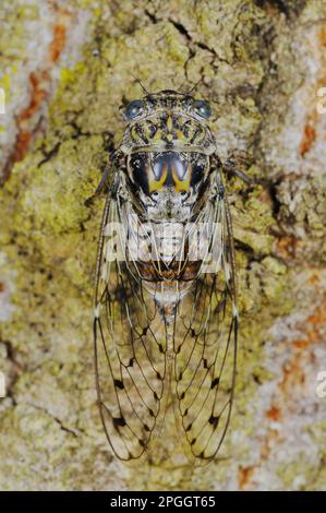 Cicada (Cicada orni) adult, resting on bark, Italy Stock Photo