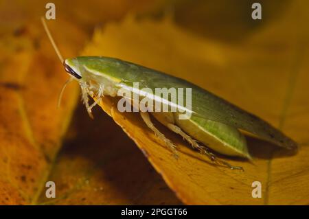 Green Banana Cockroach (Panchlora nivea) introduced species, stowaway within shipment of produce, most likely bananas, adult, resting on fallen leaf Stock Photo