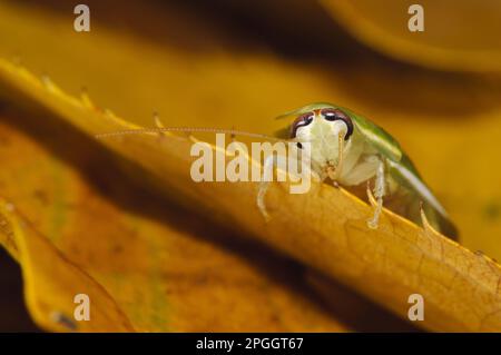 Green Banana Cockroach (Panchlora nivea) introduced species, stowaway within shipment of produce, most likely bananas, adult, cleaning antenna Stock Photo