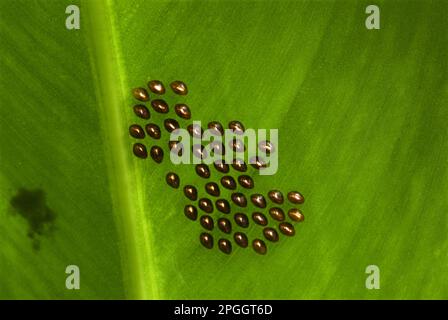 Orange-tipped leaf-footed bug (Anasa tristis) introduced species, eggs on underside of leaves, Trivandrum, Kerala, India Stock Photo