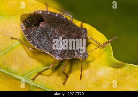 Palomena prasinus, Green stink bug, green shield bugs (Palomena prasina), Tree bug, Tree bugs, Other animals, Insects, Animals, bow, Bugs, Green Stock Photo