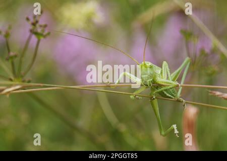 Green grasshopper, Large green grasshopper, Green grasshopper, Large grasshopper, Green grasshoppers, Large green grasshoppers, Green grasshoppers Stock Photo