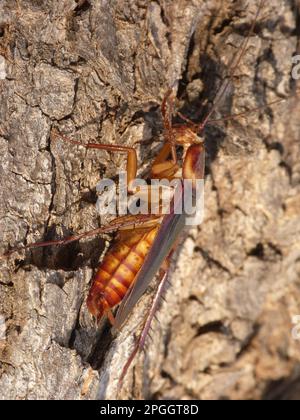 Australian cockroach (Periplaneta australasiae) adult, preening forelegs, basking on bark in early morning sunshine, Western Australia, Australia Stock Photo