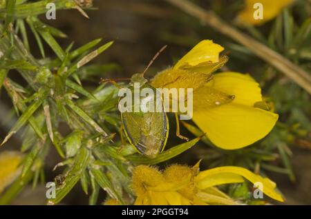 Gorse shield bug (Piezodorus lituratus) adult, on the flower of common gorse (Ulex europaeus), Norfolk, England, United Kingdom Stock Photo